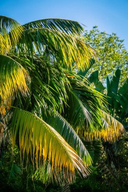 Los Angeles Kaliforniya 'da Lush Tropical Garden