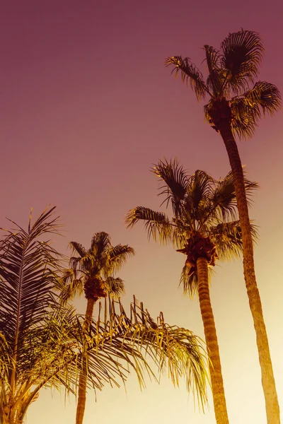 Tall Palm Trees and Pink Sky, Palm Springs, Coachella Valley — Stock Photo, Image