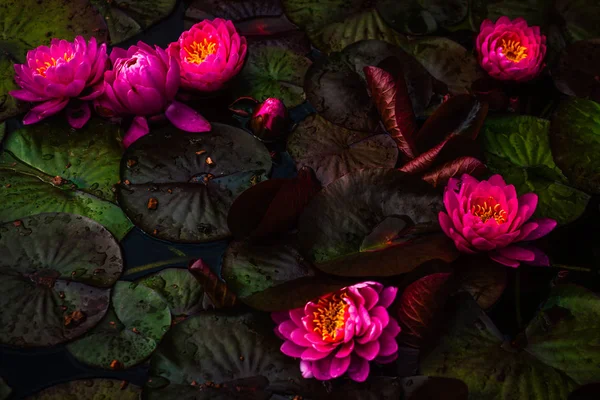 Baby Frogs Hide Amongst Lily Pads and Water Lilies — Stock Photo, Image