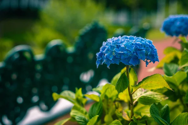 Pěstování modré hortenzie v zahradě Dumfries domě v Scotla — Stock fotografie