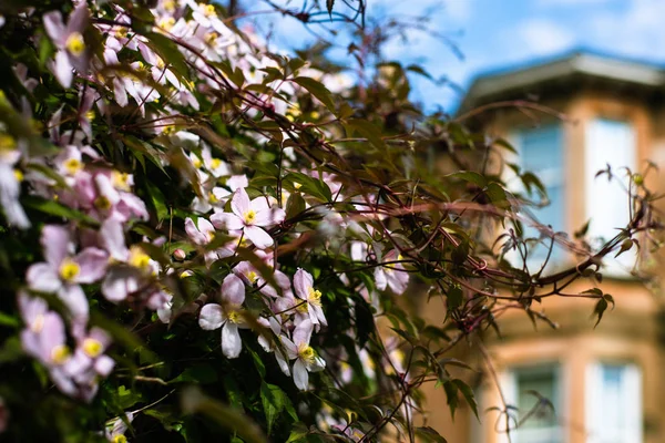 Clematis roste v přední zahradě světlovlasých pískovcového domu — Stock fotografie