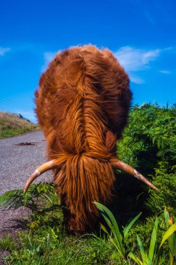 Highland Cow Grazing at the Side of a Country Road