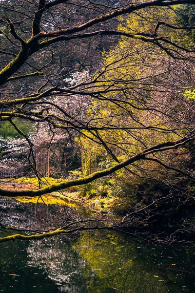 Teich im Frühling — Stockfoto