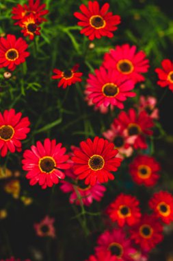 Canlı Kırmızı gerbera Daisies bir bahçede büyüyen