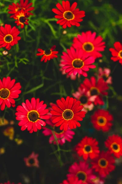 Pulzující Ruda Gerbera vyrůstající v zahradě — Stock fotografie