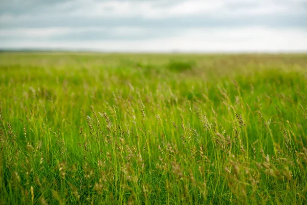 Imagem de fundo de gramíneas longas crescendo selvagem em um prado — Fotografia de Stock