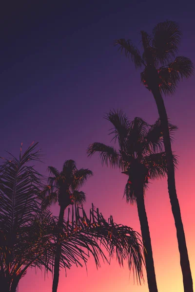 Tropická noční pozadí s palmami při západu slunce — Stock fotografie