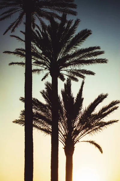 Zonsopgang achter hoge palm bomen — Stockfoto