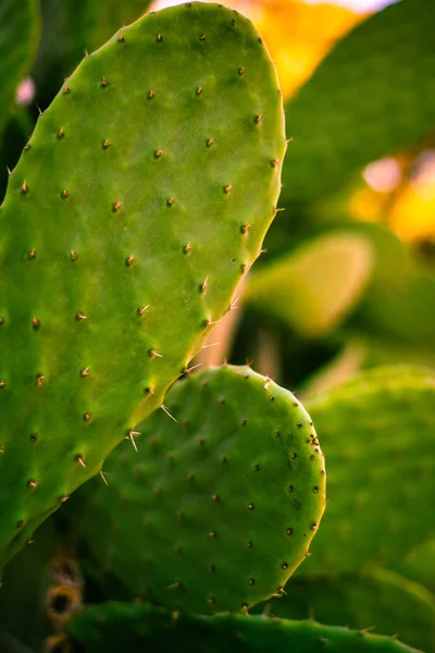 Kaktus växer i Desert Garden — Stockfoto