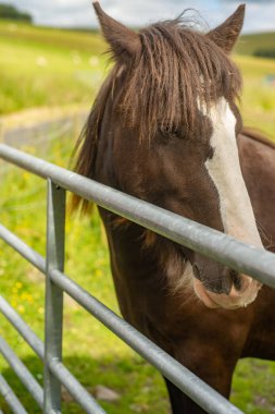 Bir At İskoç bir Paddock için Kapılı Girişinde Bekler