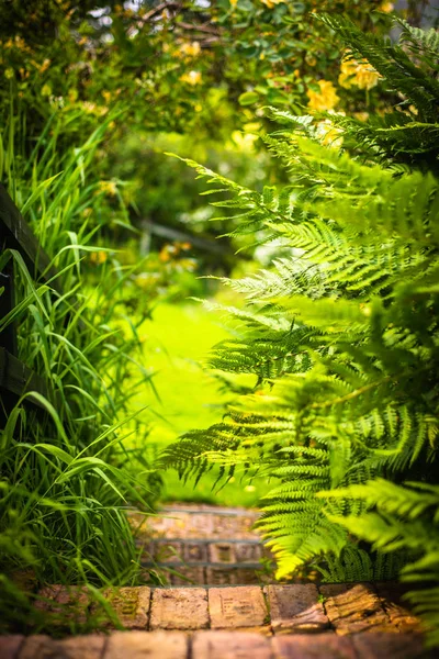 Mělká hloubka soustředění na bujnou zelenou a zarostlý zahradní pěšinu — Stock fotografie
