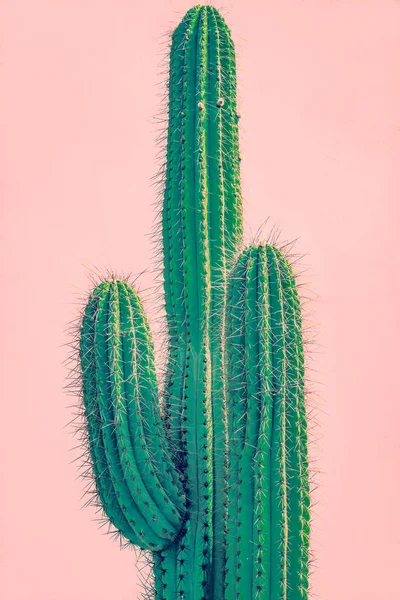 Tall grön kaktus mot terrakotta vägg — Stockfoto