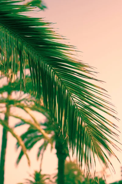 Fondo de vacaciones en la playa de Tropical Island con espacio para copiar — Foto de Stock