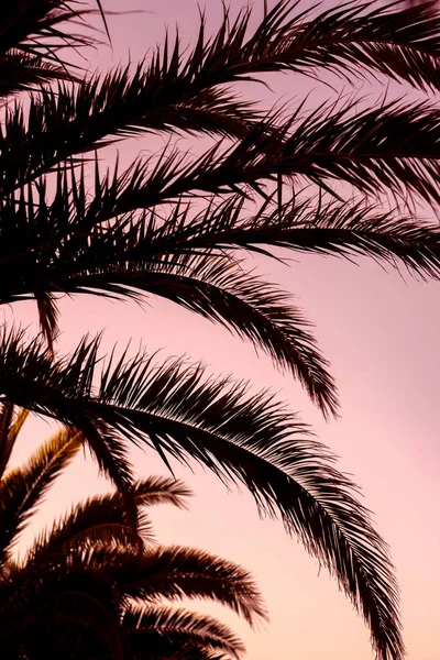 Fundo tropical rosa com folhas de palma — Fotografia de Stock