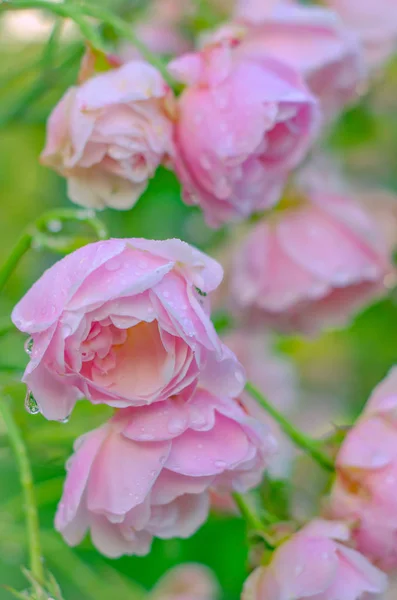 Rosy krople na różowe róże w ogrodzie — Zdjęcie stockowe
