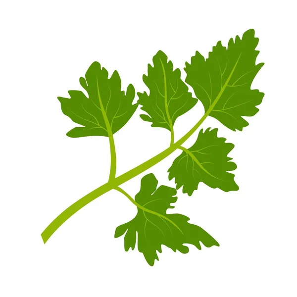 パセリ 緑のパセリの葉 白い背景に植物のベクトルイラスト — ストックベクタ