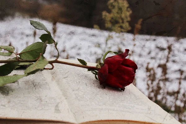 Rote Rose Auf Dem Buch Flora Und Fauna Rose Auf — Stockfoto