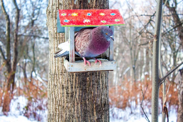 Bird in the feeder, bird in the park, dove in the park, feathers pattern, feed the birds, feeding trough, manger in the forest, morning in the forest, morning in the park, nature background, one dove, pigeon in the feeder, purple feathers, the pigeon