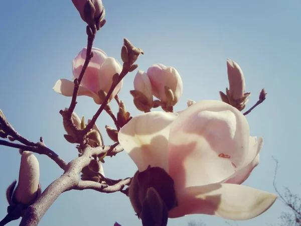 Magnolia Zon Bereiken Softwareontwikkeling Foto Achtergronden Roze Bloemen Bloem Magnolia — Stockfoto