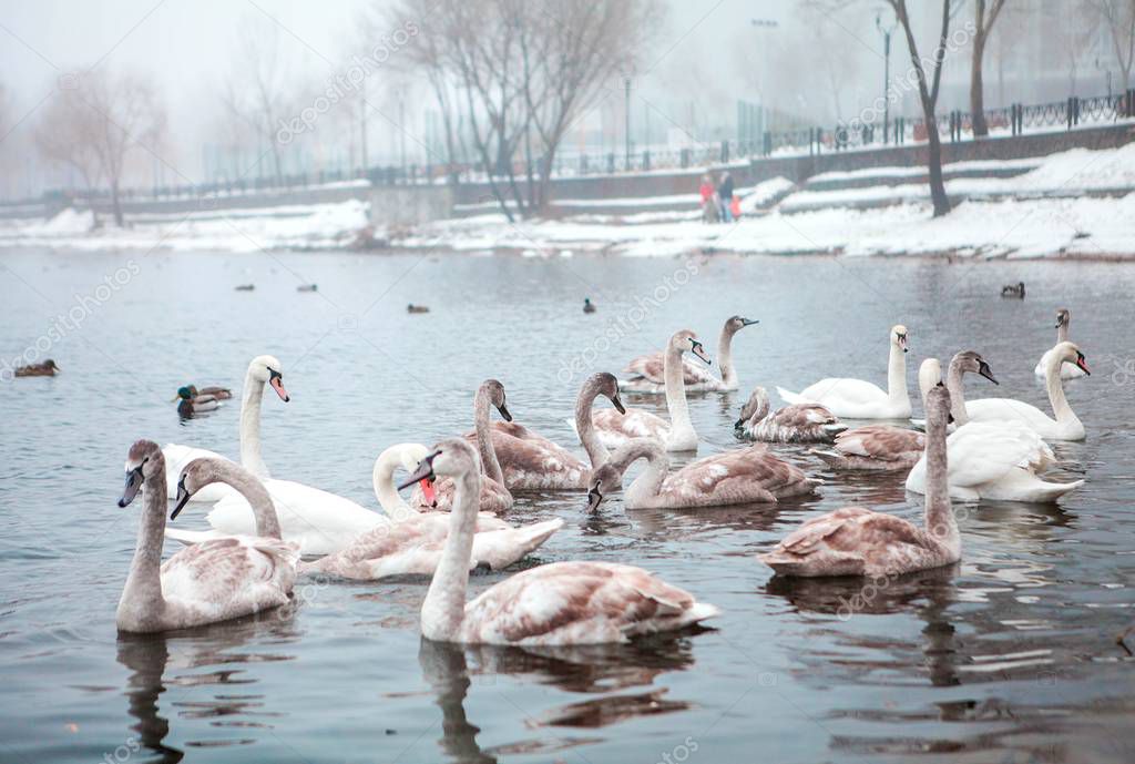 swans on the water, swans in the city, the swans flew in, swans in the park, swans on the river, many swans, wild Swans, birds in winter, wild swans in a city park, floating birds, swans in winter, swans on the water, cold river, love doves, 