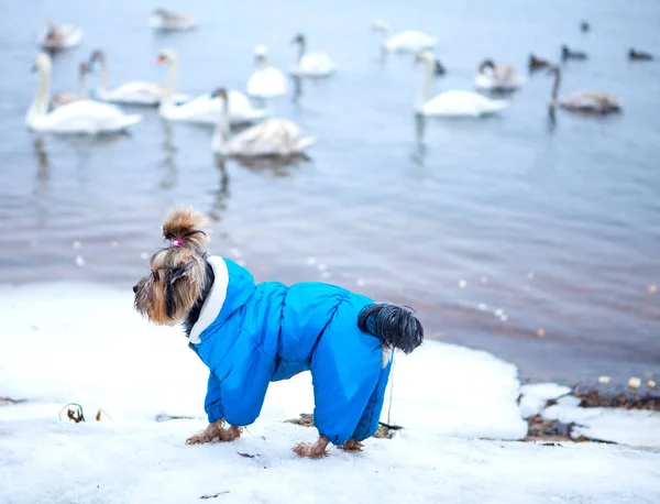 Swans on the water, swans in the city, the swans flew in, swans in the park, swans on the river, many swans, a little dog, birds in winter, floating birds, dog by the wate, dog in overalls, cold river, love doves, mute swan, white swan, dog walk,