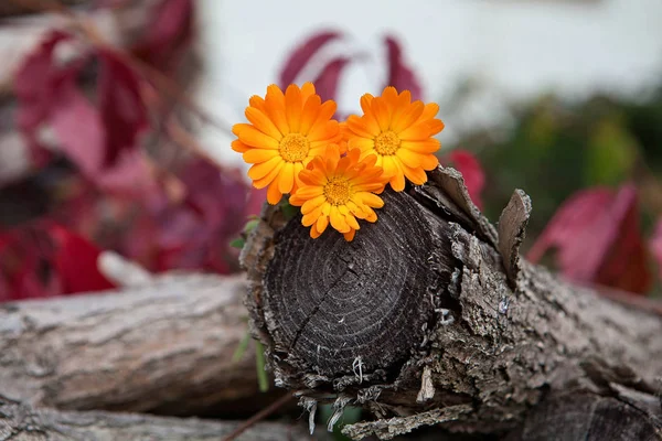 orange flowers on a log in the autumn forest, Autumn flowers, autumn flowers pattern, autumn picture, autumn time, flowers in nature, forest fantasy, juicy photo, old tree, orange camomile, three orange flowers, wild grapes, wild red grapes, autumn