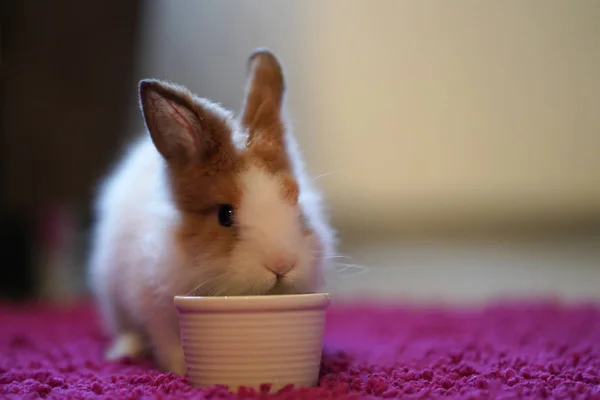 Cage Free Little Bunny is Hungry, And Has a Bowl With Favorite Treats