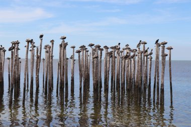 Denizde sütunlar üzerinde kuşlar Pelikans