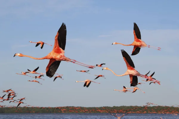 Bandada Flamencos Voladores Celestún — Foto de Stock