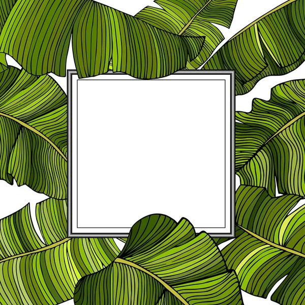 Frame for text with a white background in a frame of multi-colored, green leaves of a banana tree, randomly scattered over a white background. Idea for poster, postcard, flyer. Tropical leaves. The modern trend.