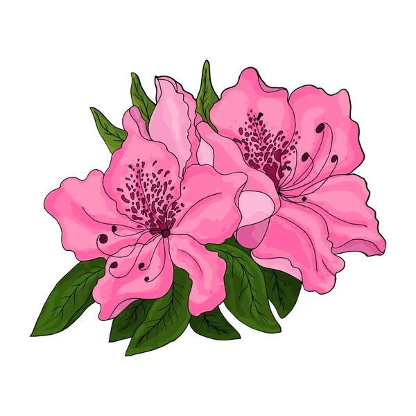 Primer Plano Flores Azalea Rosa Con Follaje Verde Brote Medio — Vector de stock