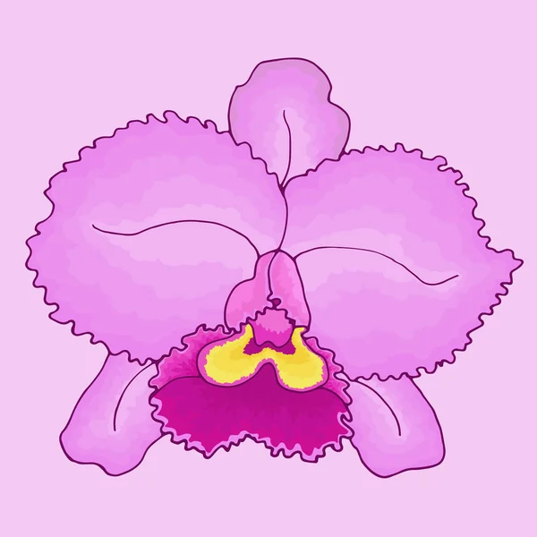 Flower pink orchid Cattleya close-up on isolated light pink background. Vector illustration EPS 8.