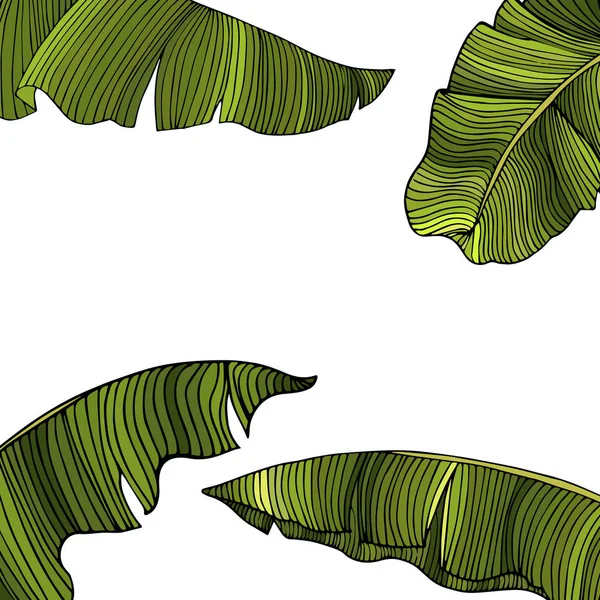Cadre pour texte de feuilles vertes exotiques d'un bananier isolé sur fond blanc. Idée d'affiche, carte de vœux, dépliant, invitation, affiche. Feuilles tropicales . — Photo