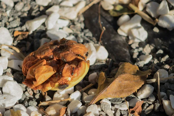 Pomme Pourrie Avec Les Fourmis Une Mouche Dessus Fond Cailloux — Photo