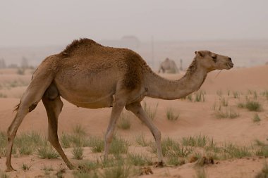 Dromedary devesi çölde yürüyor.