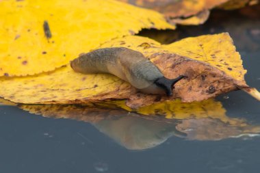 Sarı ağaç yapraklarında kabuksuz salyangoz. Sonbahar havası. Yakın çekim.. 