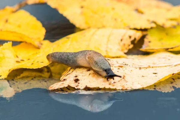 黄色い木の葉に殻のないカタツムリ 秋の気分 — ストック写真