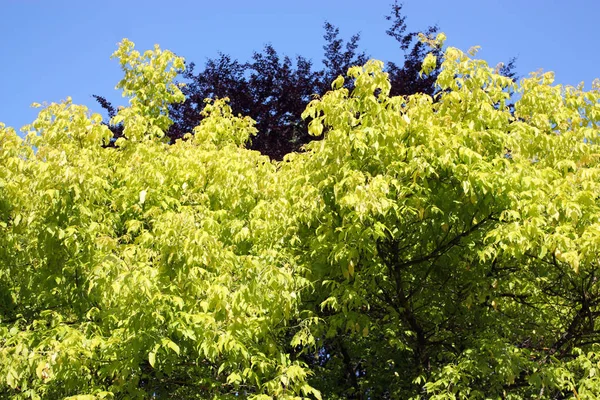 Levendige Bomen Gebladerte Blauwe Hemel — Stockfoto