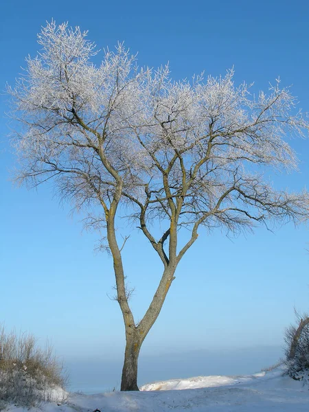 Frostat Träd Snöiga Kulle Med Blå Himmel Bakgrunden — Stockfoto