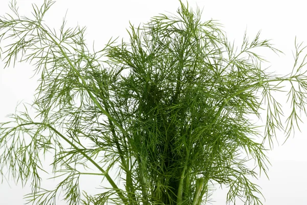 Fresh Dill Isolated White Background — Stock Photo, Image