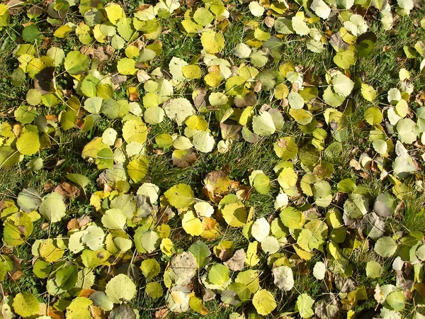 Żółte Opadłe Liście Trawie — Zdjęcie stockowe