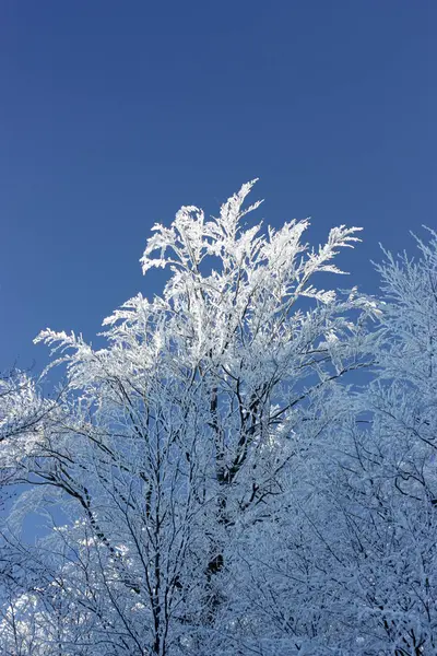 Parlak Güneş Işığında Karla Kaplı Ağaçlar Dalları — Stok fotoğraf