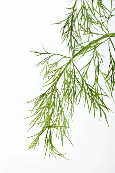 Fresh Dill Isolated White Background — Stock Photo, Image