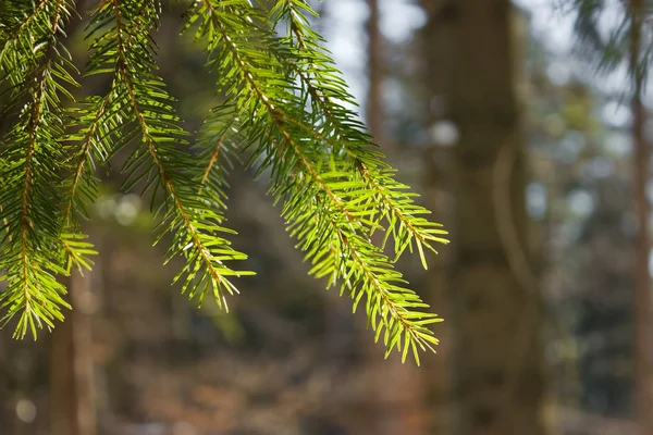Lush Green Pine Tree Branches Sunlight — Stock Photo, Image