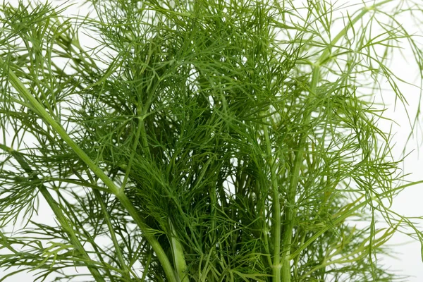 Fresh Dill Isolated White Background — Stock Photo, Image