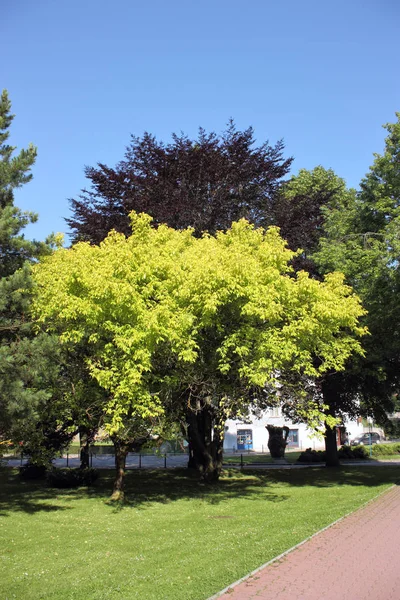 Árboles Iluminados Por Sol Parque Con Cielo Azul — Foto de Stock