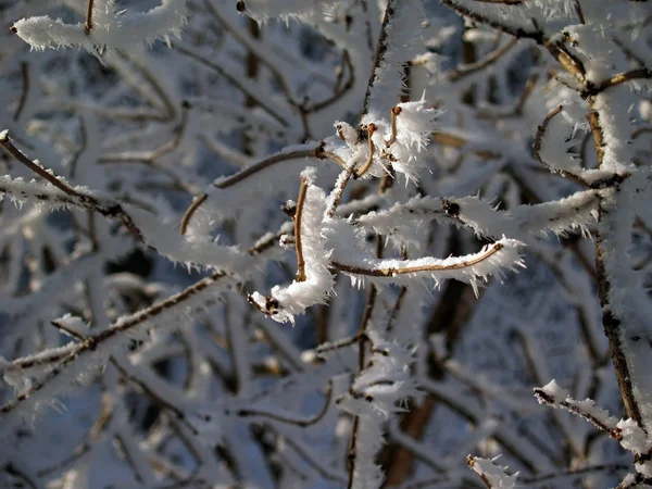 Parlak Güneş Işığında Buzlu Ağaç Dalları — Stok fotoğraf