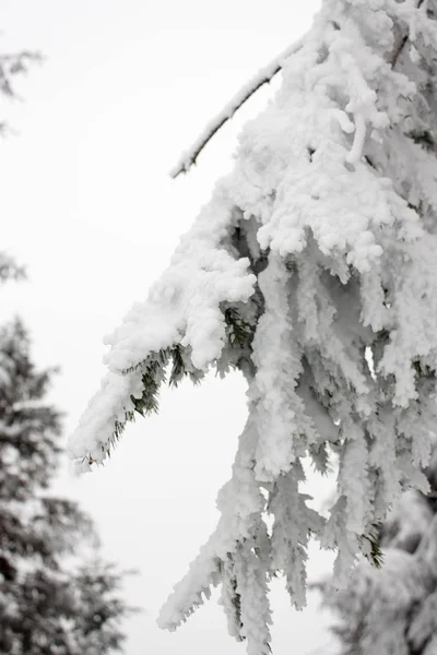 서리가 소나무 — 스톡 사진