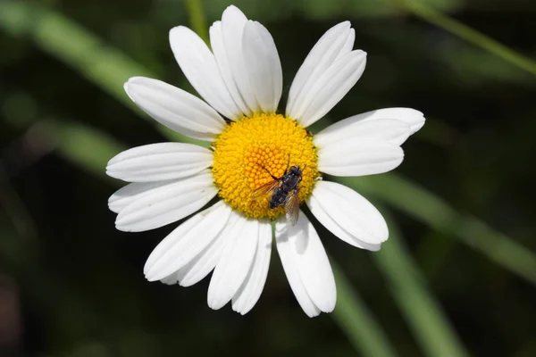 Kwitnący Rumianek Kwiat Mucha Bliska Strzał — Zdjęcie stockowe