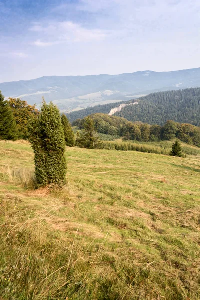 Мальовничий Вид Зелений Гірський Пейзаж Кущами Деревами — стокове фото